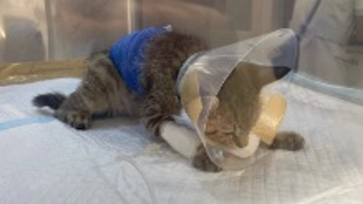 手術が終わりました。