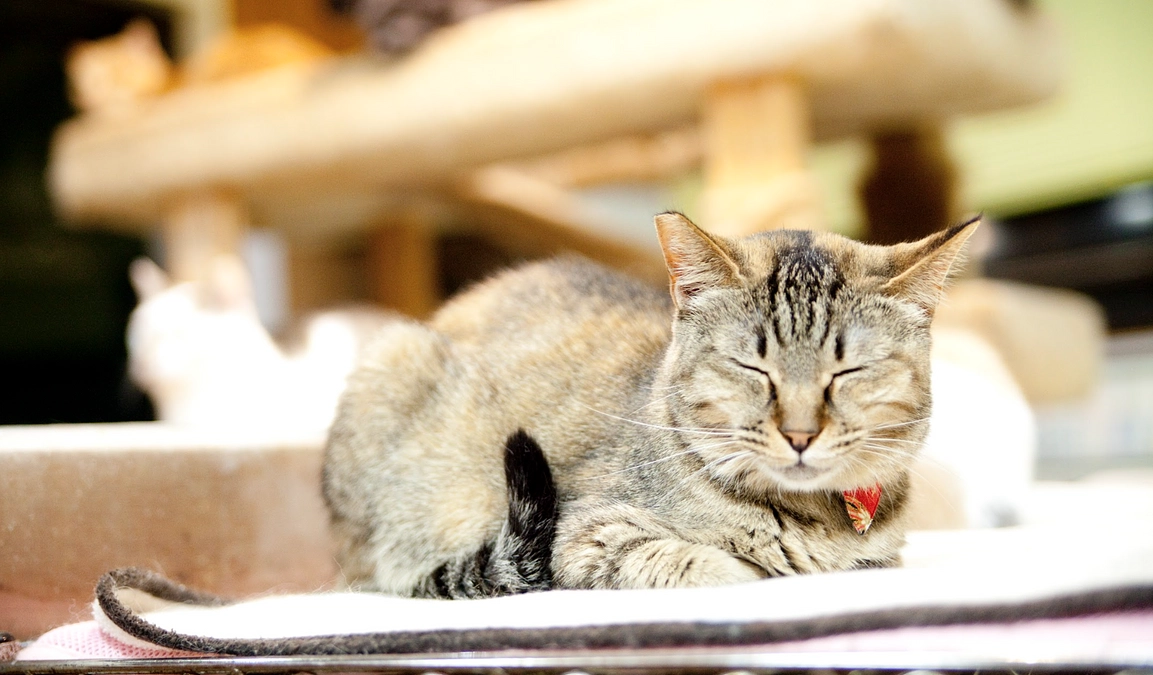 【300万円突破！】感謝の気持ちと猫のお世話の様子ご紹介