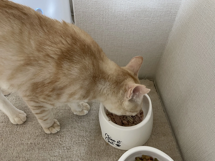 ご飯をガッツリ食べれるようになりました！