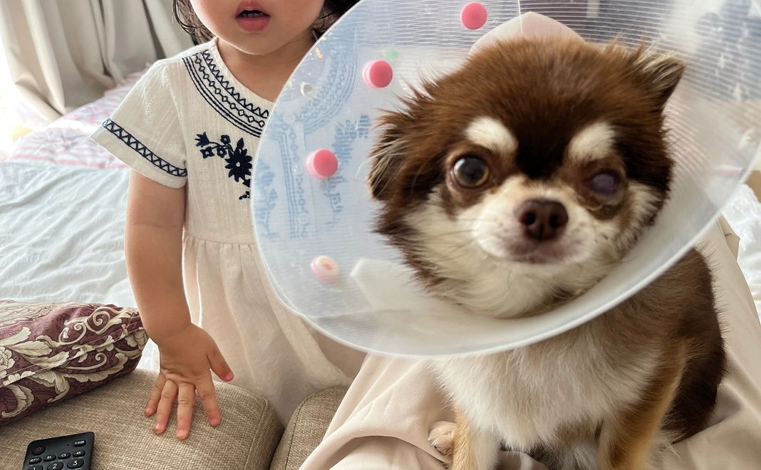 がんばれこにゃ<1000円>