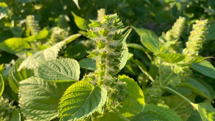 福島県川内村にて日本一の国産えごま油の搾油工場を目指したい