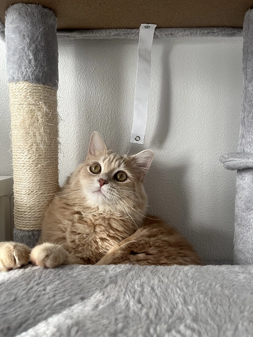 クラウドファンディング終了まで残り20日