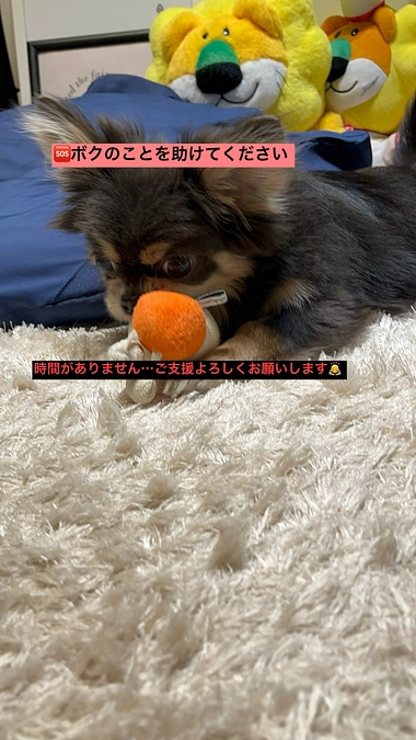 プロジェクト終了まで残り10日　時間がありません・・・　助けて下さい　お願いします　活動報告14回目