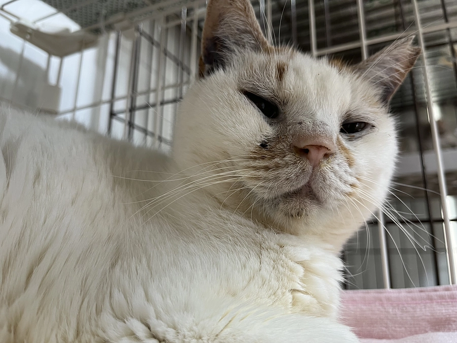 今日のにゃん福°