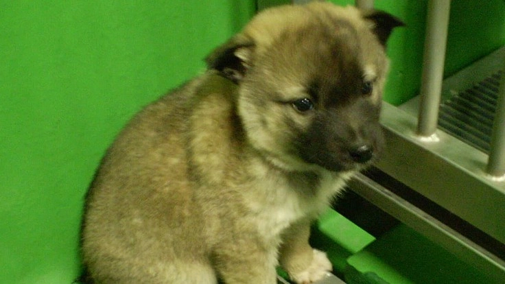 山口県から殺処分を無くしたい‼️