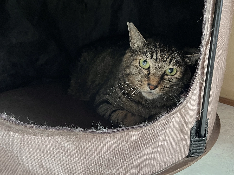 【リターンコース名の猫ちゃん紹介】人馴れ修行中のハレミー