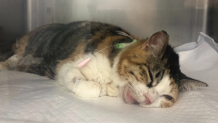 交通事故で大怪我をした猫ちゃんを助けてください