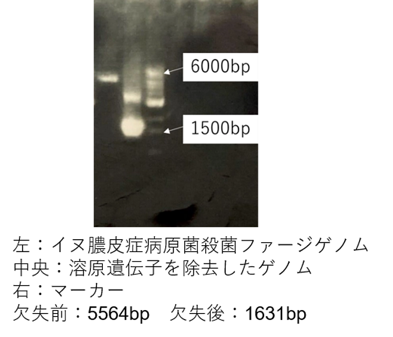 【研究進捗報告⑨ファージの溶原遺伝子除去について】