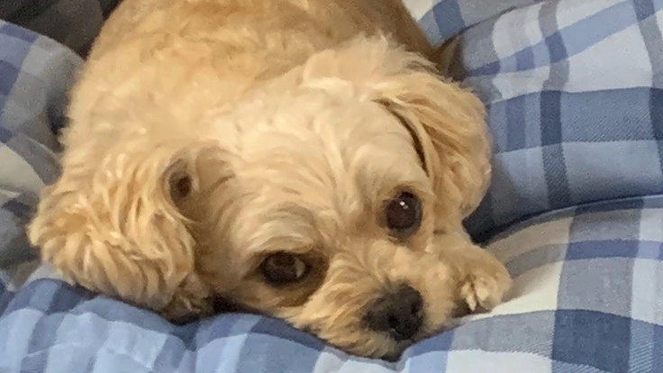 ドックセラピーのモコを助けて下さい！！余命８ヶ月