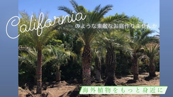 海外風植物を個人のお客様にももっと身近に