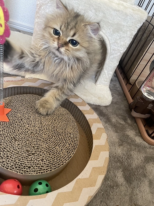 クラファン折り返し地点にて