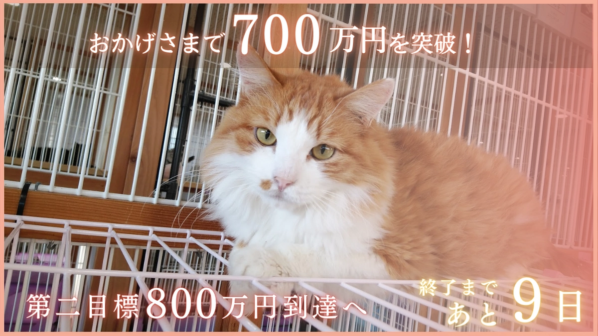 【あと9日！ついに700万円突破！】応援が何よりの励みです！皆様からのコメントのご紹介