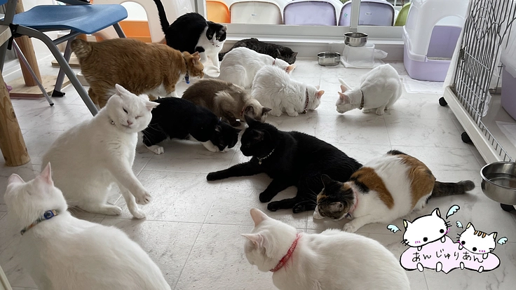 鹿児島市｜動物管理センターの殺処分ゼロ継続のための医療費にご支援を