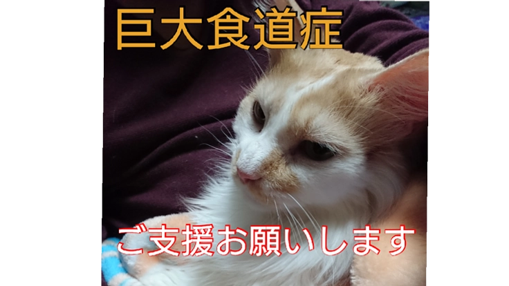 愛猫『黄介』の巨大食道症。入院費、治療費を支援お願いします。