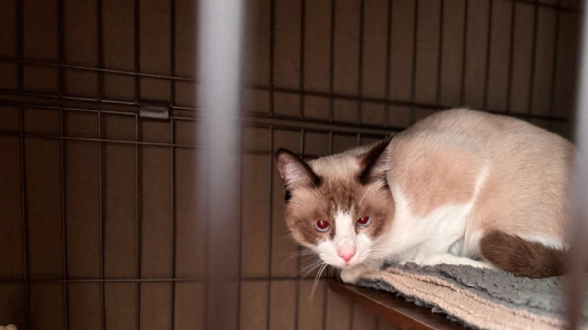 マイロのお届けとセンターへ