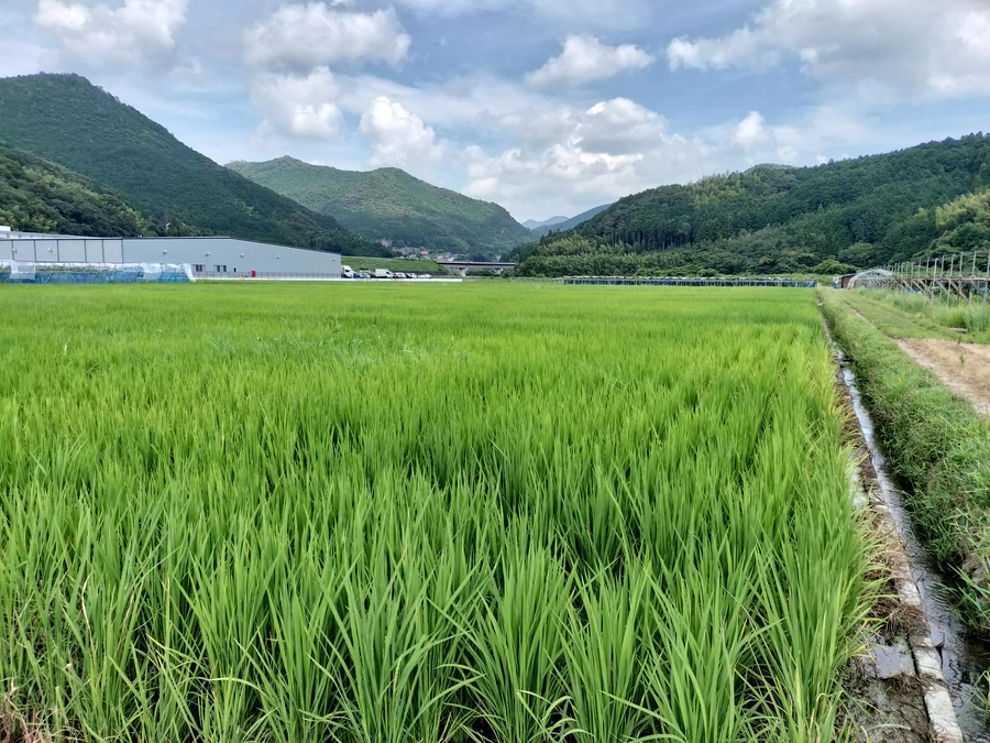今年の水田は順調に育っています！
