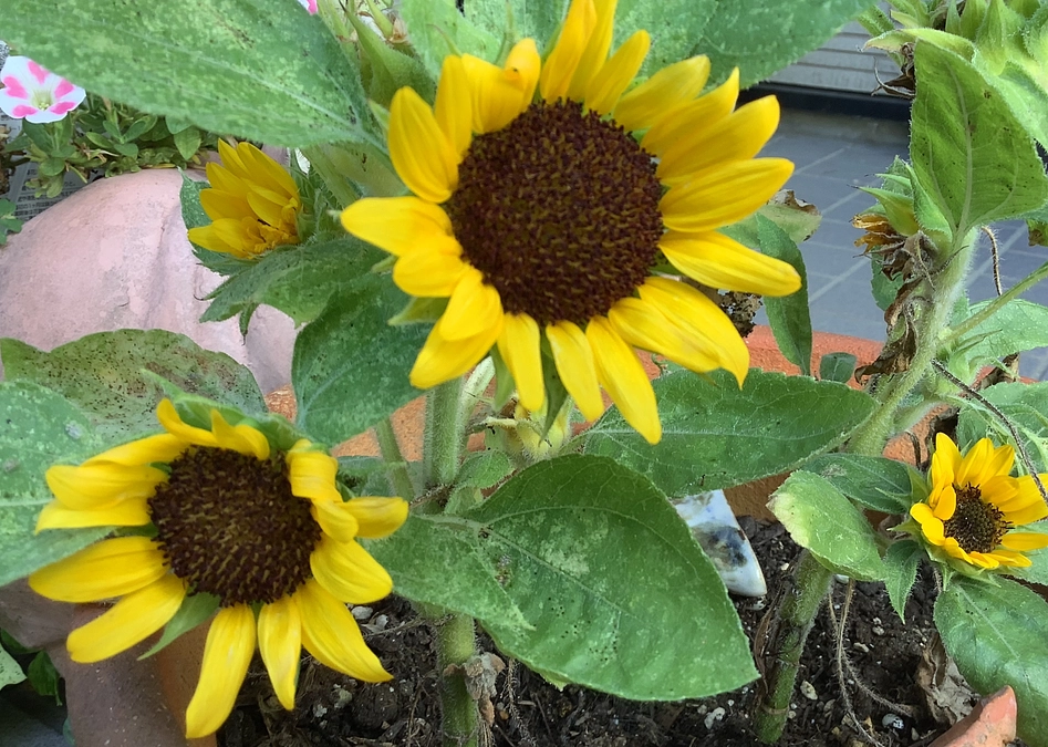 あと24時間です。熱いお叱りを頂きました。