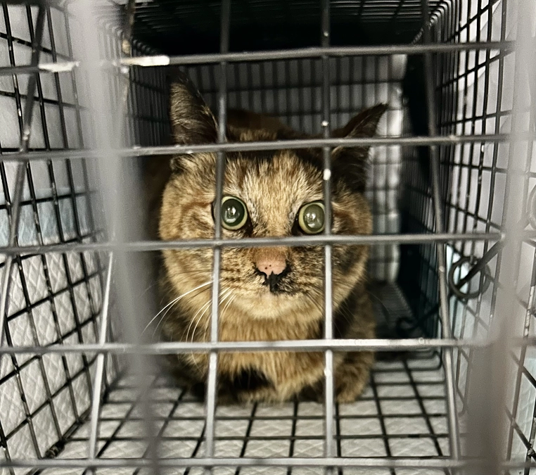 TNR活動　ご報告