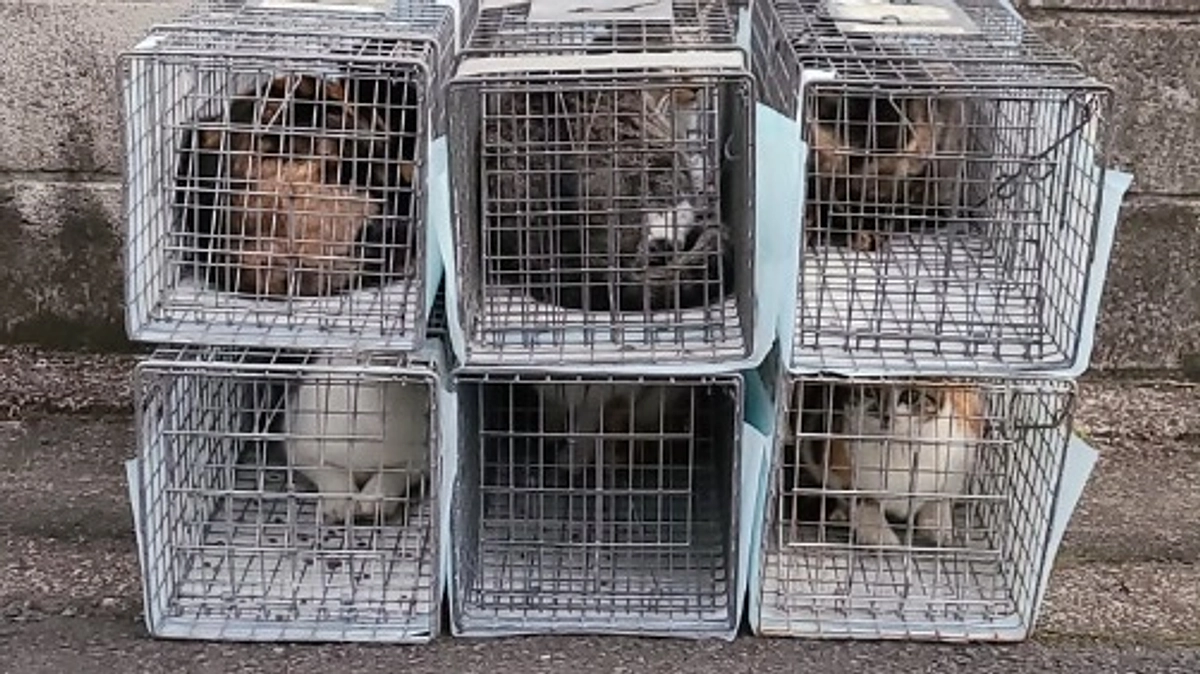 草加市内9頭のTNRを行いました。