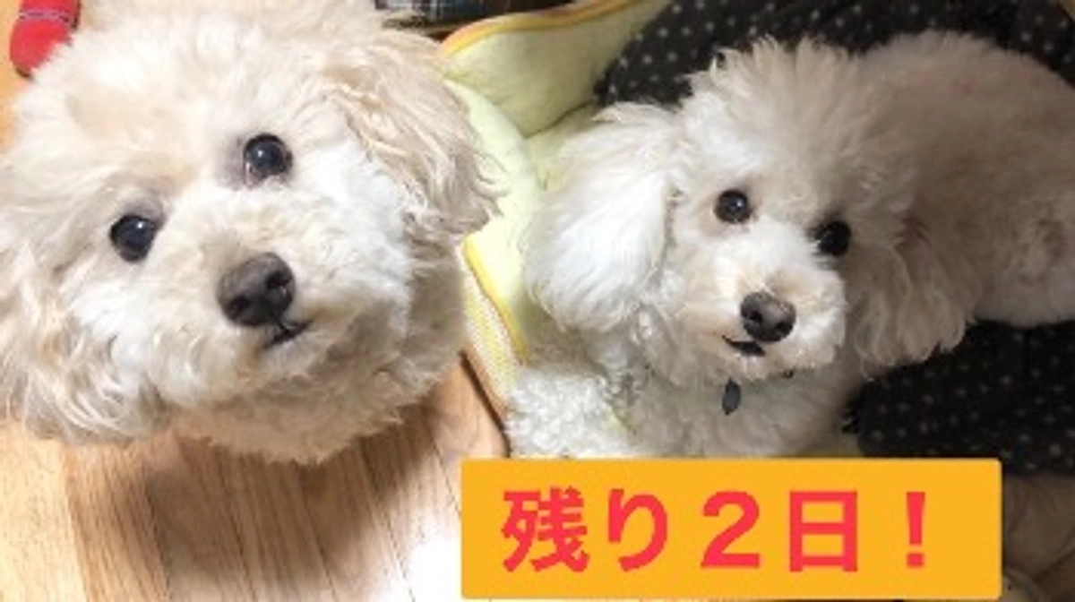 残り【2日】となりました！保護犬のお話です