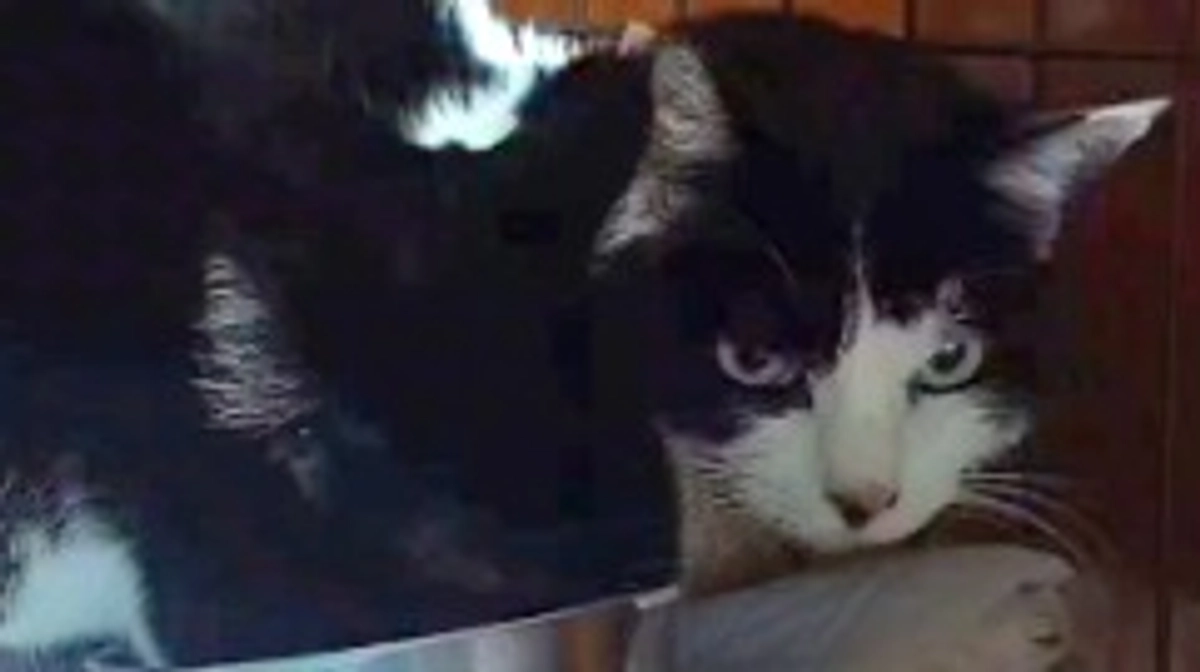 🆘️クラウドファンディング残り9️⃣日になりました🆘️