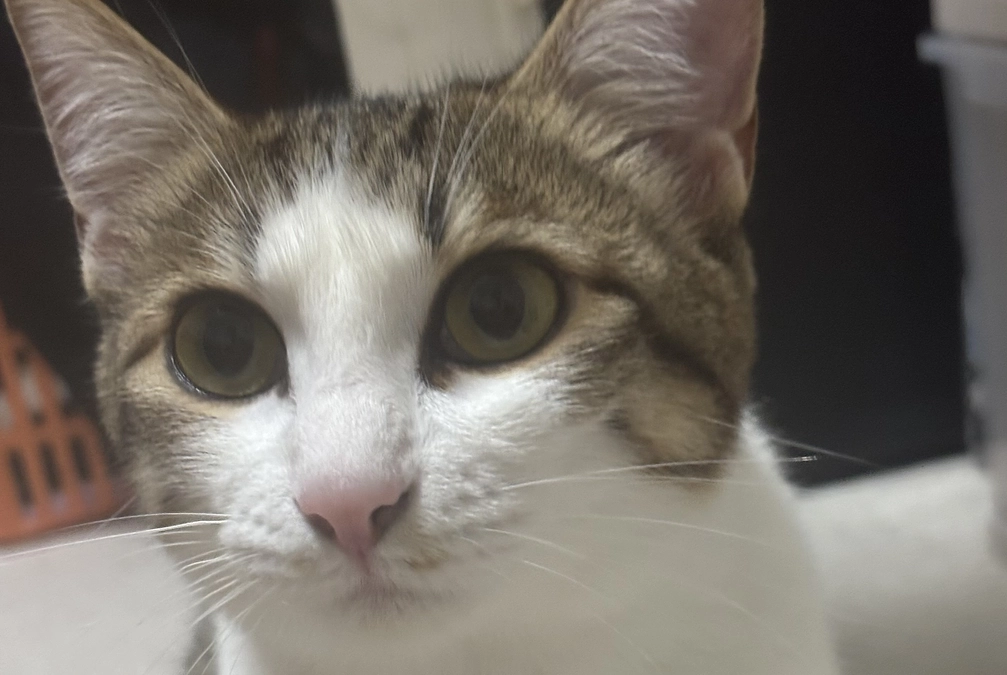 7月20日の訂正文