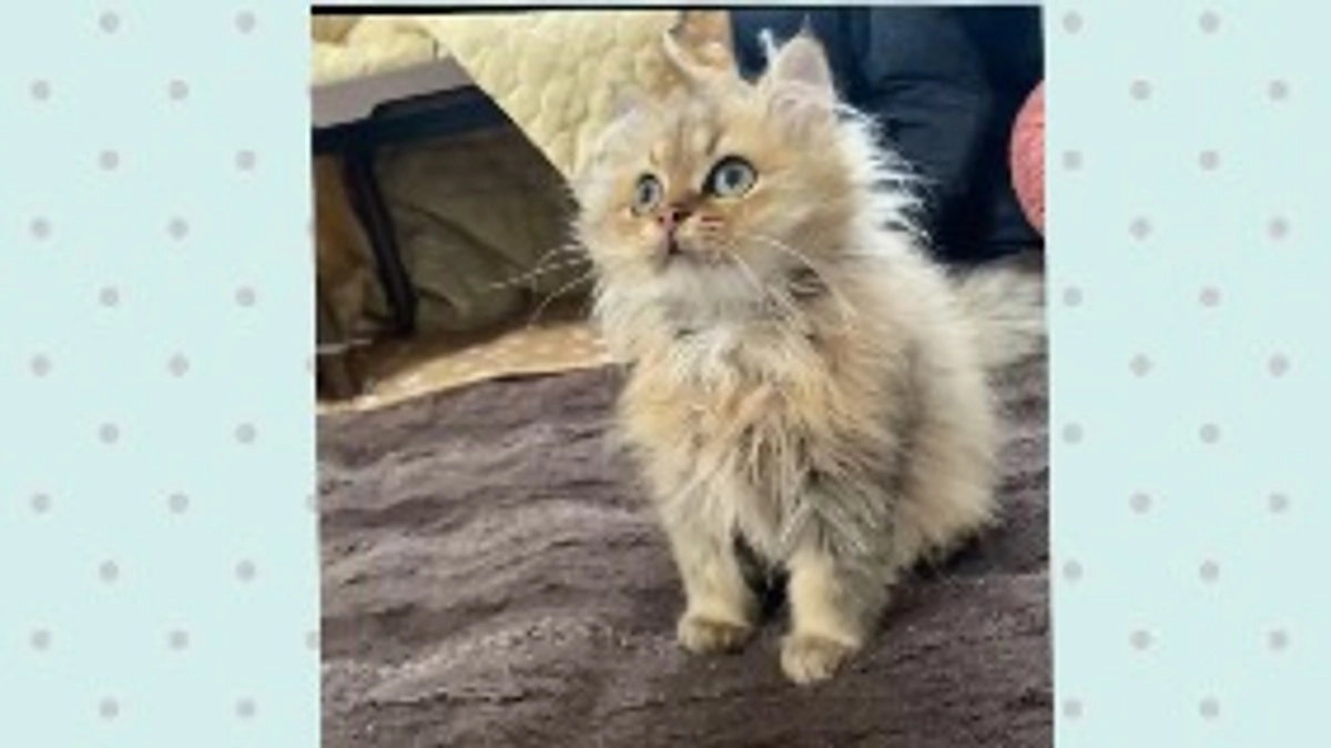 通院まで1週間とすこし！