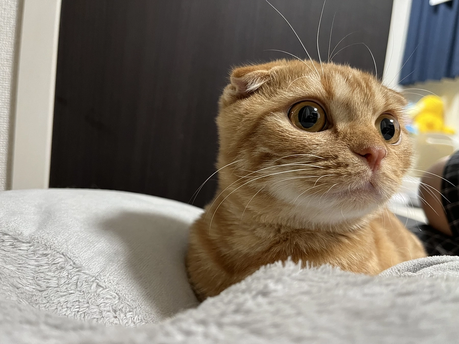 癒しを与えるふう