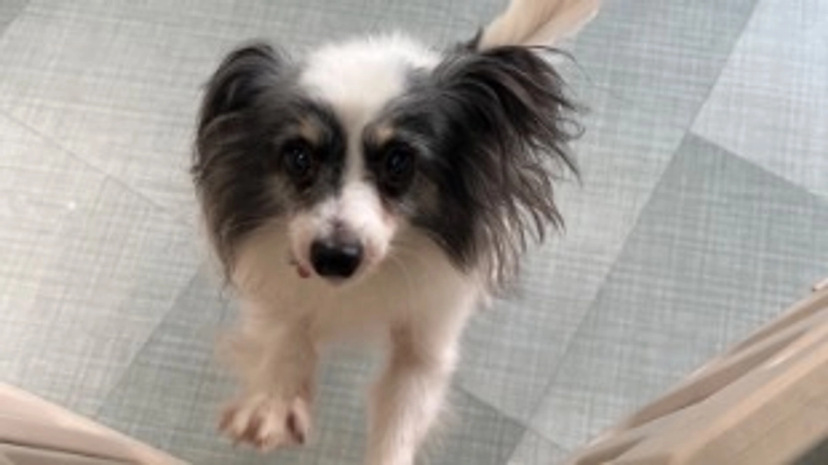 今日のチョコちゃん！(8月5日)