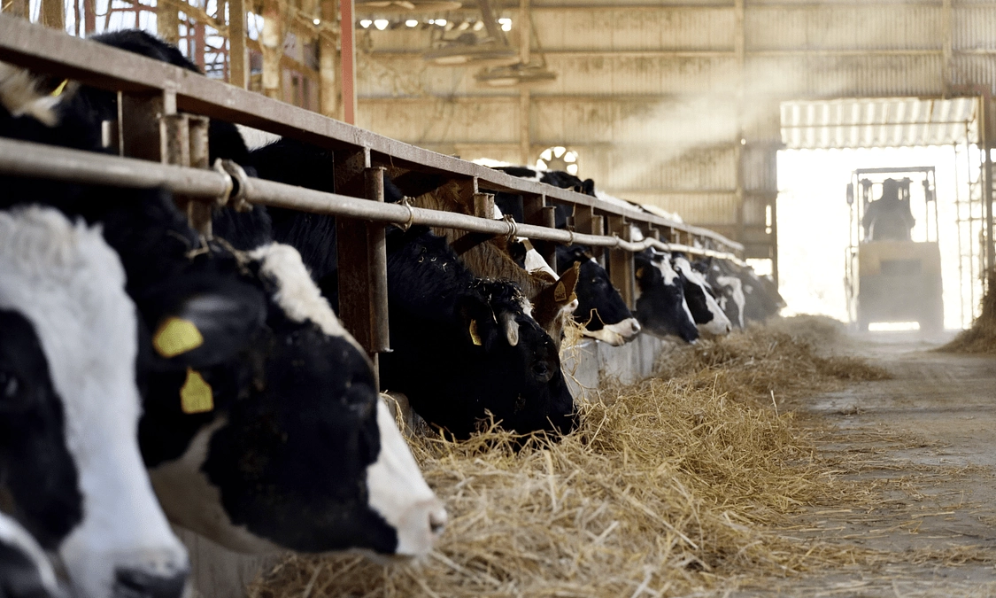【ひがしまつやまプライド認定】国分牧場の国分牛肉100％ハンバーグ