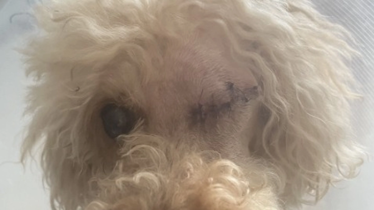 テディの手術が無事成功しました。角膜潰瘍を陥っているわんちゃんと共有していければと考えています。