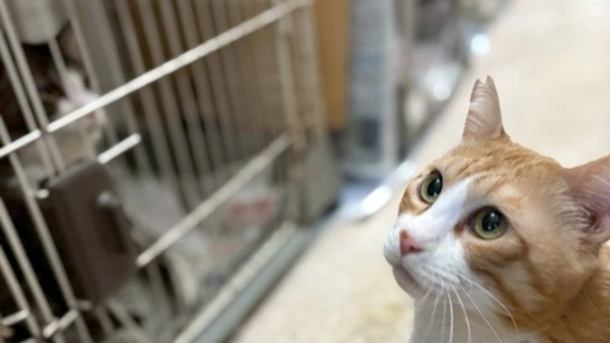 第1目標達成のお礼と、残り少ない時間での最後までのご支援のお願い