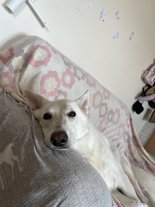 23時より、元繁殖犬のももこちゃんと司会ナミさんでInstagramでLIVE配信いたします。