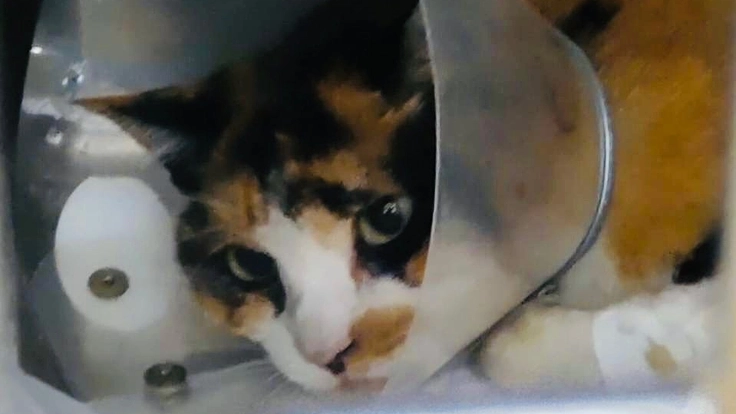 交通事故にあった野良猫「ミケコちゃん」の治療費をご支援ください