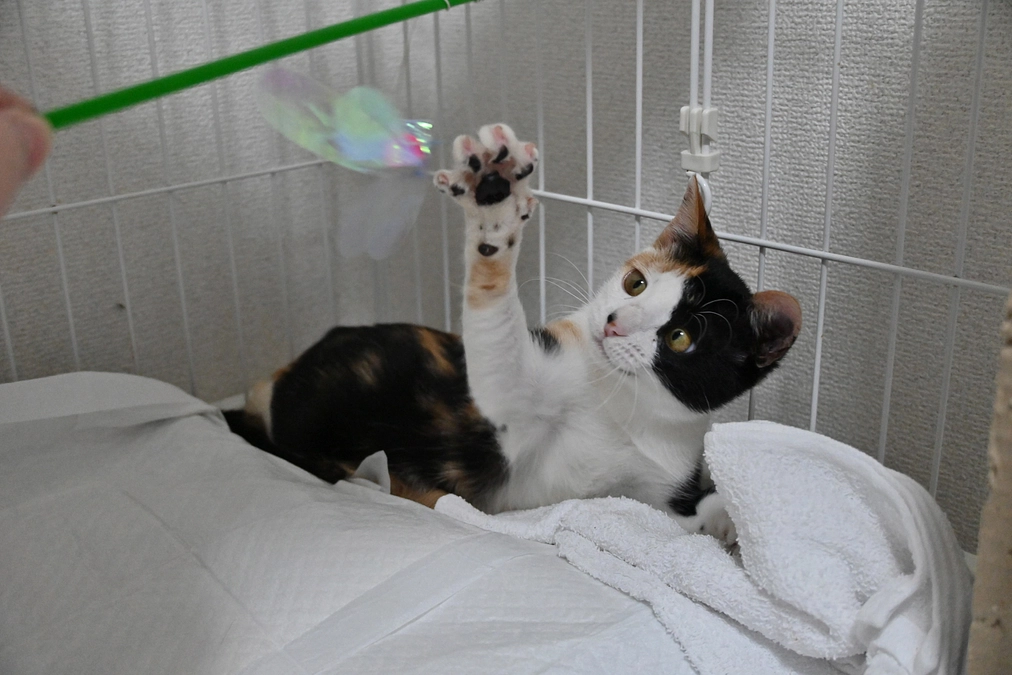 メイン画像の子。下半身付随の子猫「たま」の保護 〜その４｜リハビリ〜