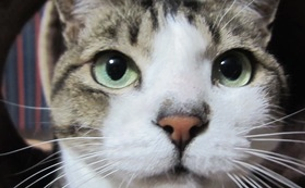 ありがとうございますポストカード／リターン不要