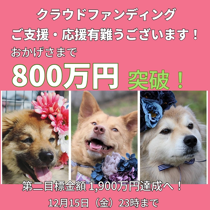 【800万突破！】活動の中の幸せ～里親様に繋がった2頭のこと～