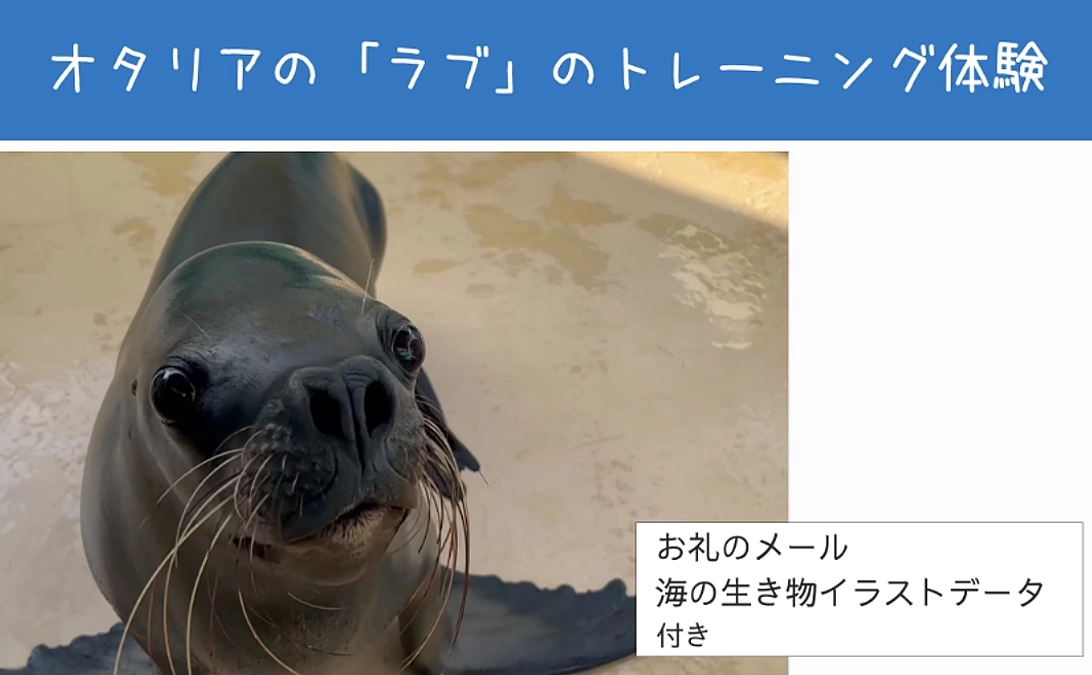 【リターン紹介】体験で応援｜オタリアの「ラブ」のトレーニング体験
