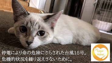 【100匹の居場所】災害時に小さな命を守るため、防災の発電機購入を のトップ画像