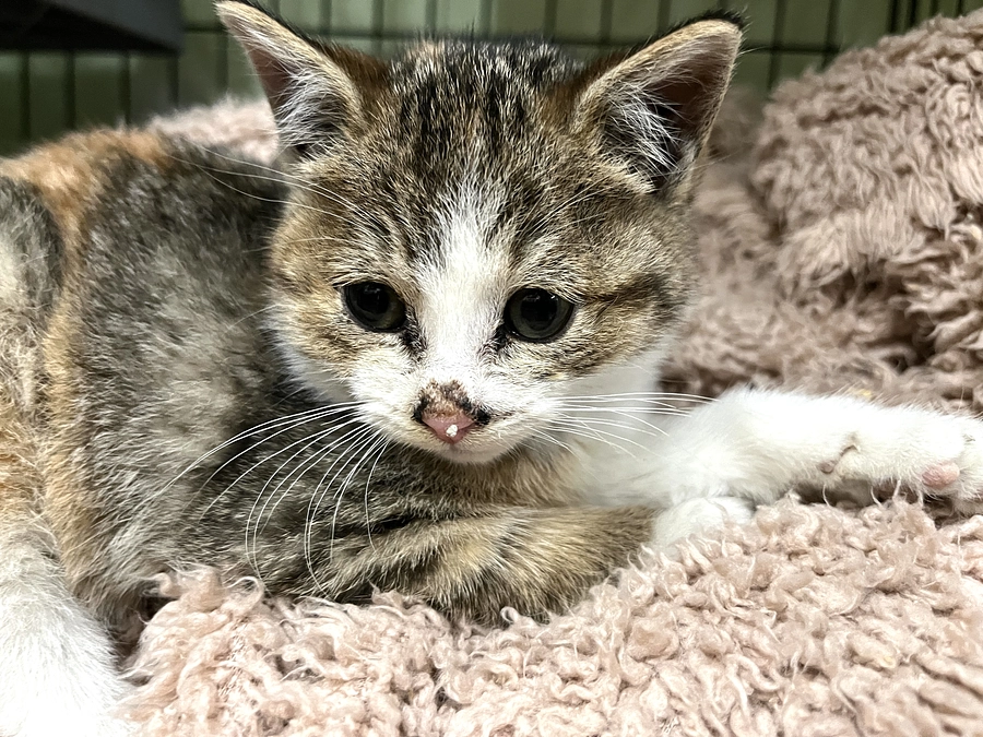 【感謝　目標金額300万円達成！】ネクストゴール４００万円を目指します！