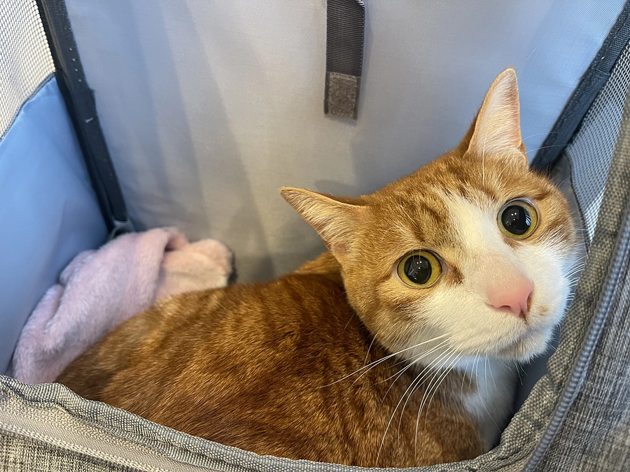 残り10日となりました…