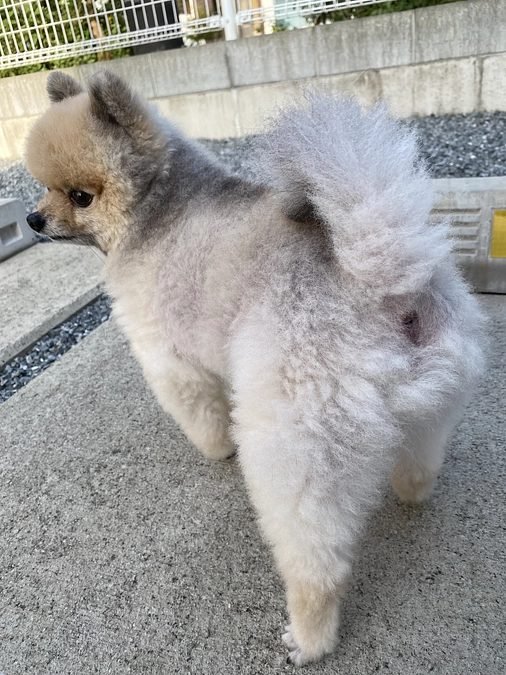 代理支援ありがとうございました！