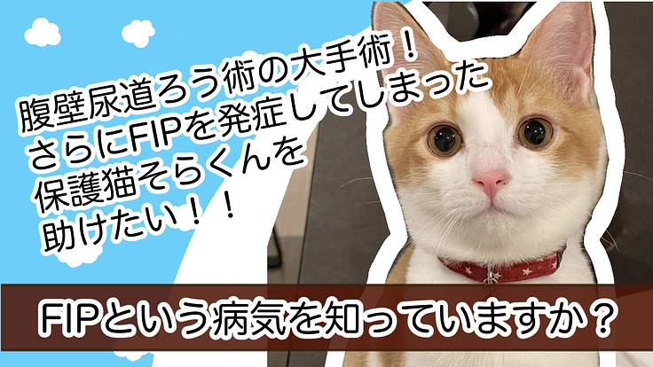 FIPを発症した保護猫そらくんを助けたい