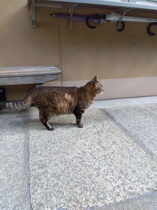 推定１０歳の外で暮らしてきた猫を家族にお迎えいただくということ。姫ちゃんの幸せレポート
