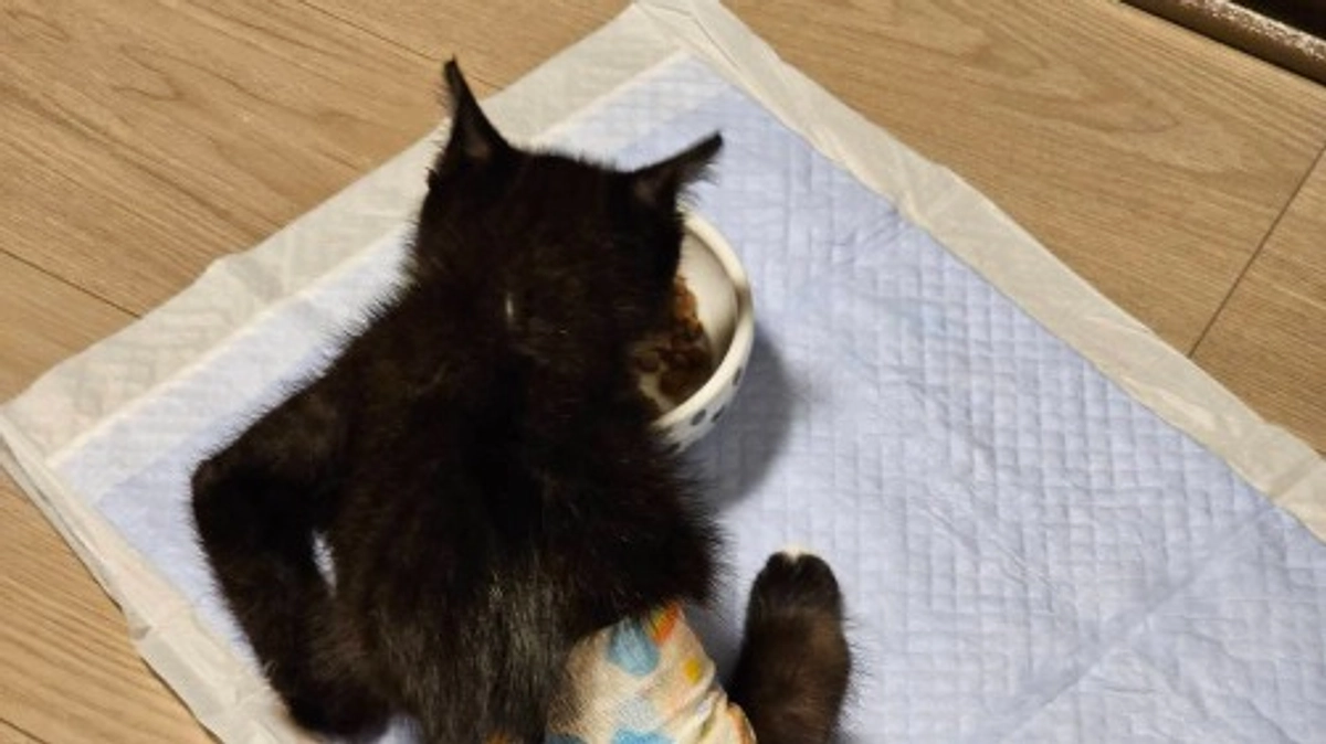 プロジェクト公開から4日が経ちました。