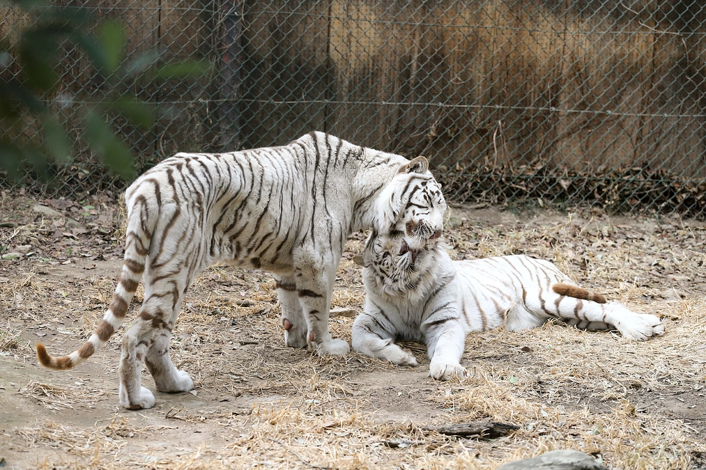 1月19日(金) 進捗報告～クラウドファンディングの目標設定について～