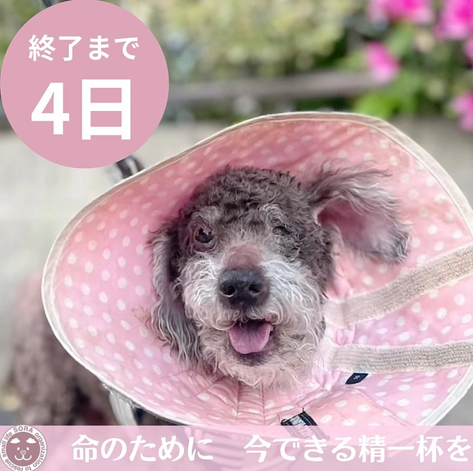 のんくん、緑内障に