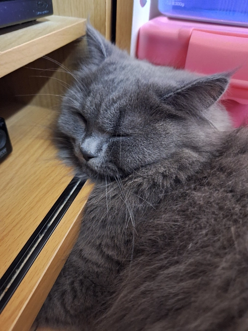 ポンちゃん頑張ってます☘️