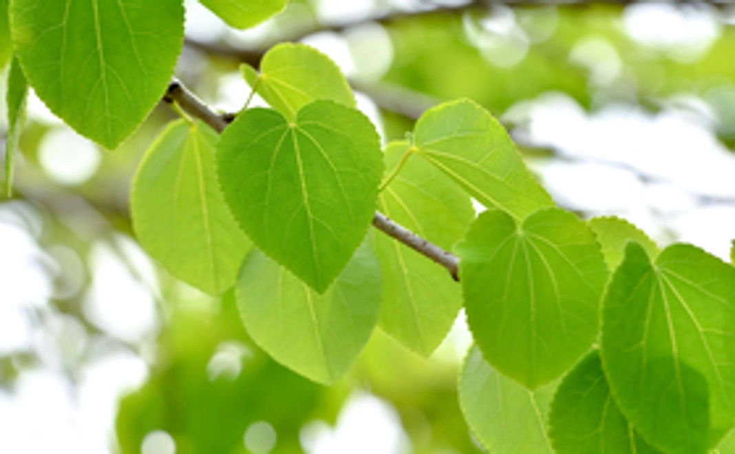 【応援コース 3,000円】●感謝のメッセージカード●報告レポート