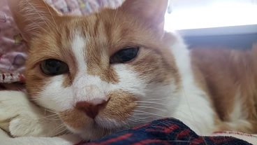 FIP再発の為、いっちゃんを救いたいです！助けてください！！ のトップ画像